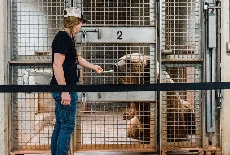 ¿Qué se necesita para trabajar en un zoológico?